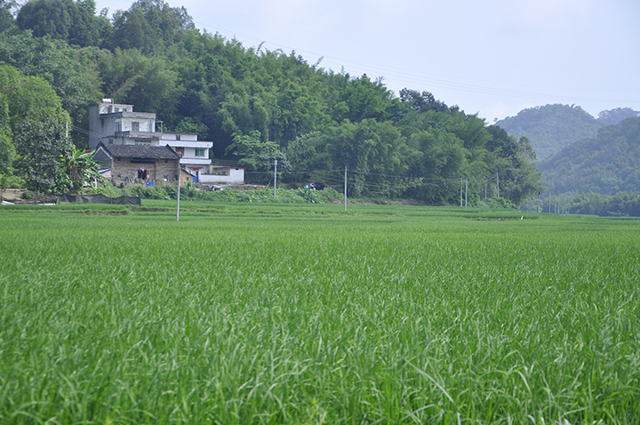 独江稻浪 (2).JPG
